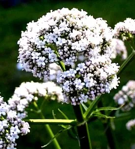 корен valeriana