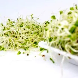 germ lucerne