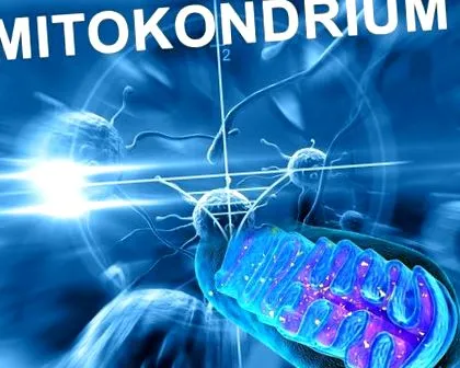 мітокондрії