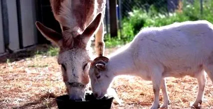 Animal Place Animal Place