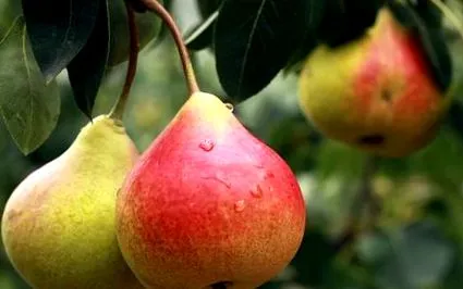 pietricele formarea