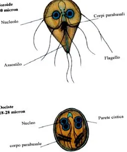 giardia cane giardia cane