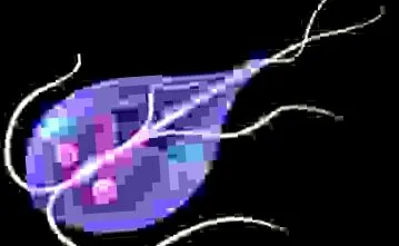 rimedi naturali giardia