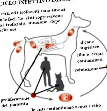 cane диета