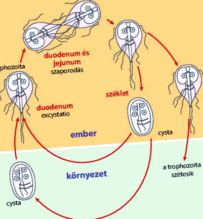 caca