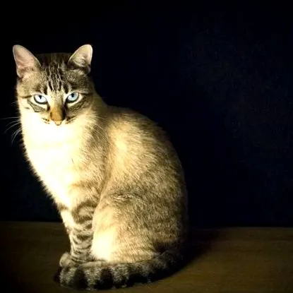 gatos giardia