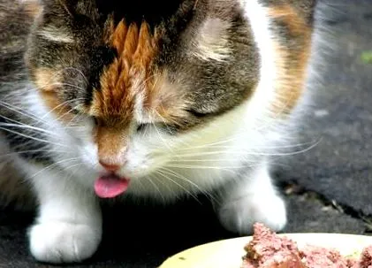 кота займіть