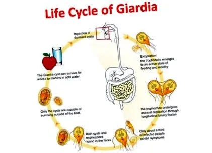 лечение giardia