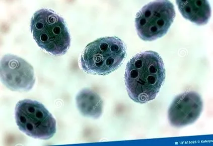 giardia giardia