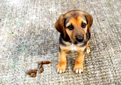 alimentazione cane