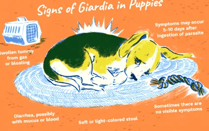 симптоми giardia