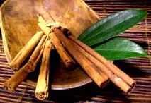cinnamomum лист