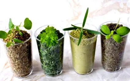 condimentați condimentați