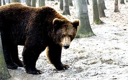 показват Roşia Montană