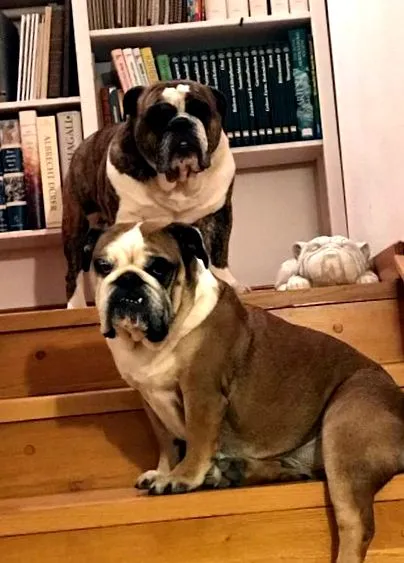 bulldog vorbește