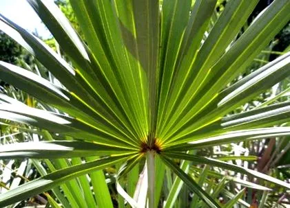 palm palm