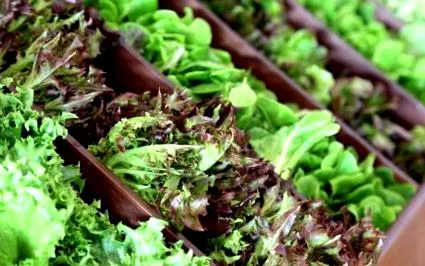 delicatese calorii