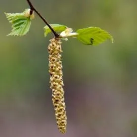 betula pendula
