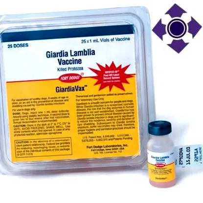 giardia чайове