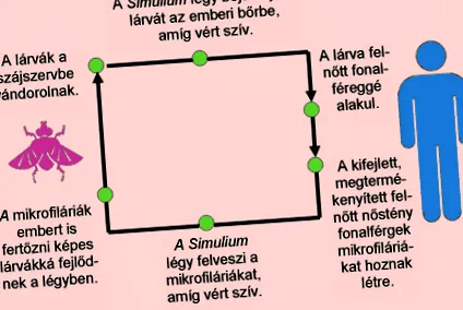 паразити більш важких