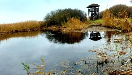 види птахів болота Парижа
