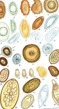 яйца pinworm