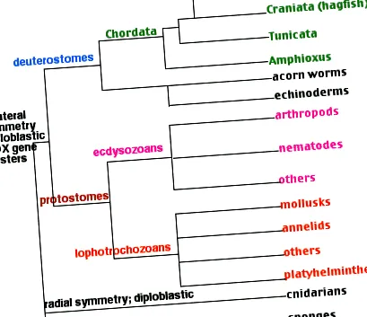 platyhelminthes протостома
