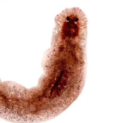 срещу platyhelminthes