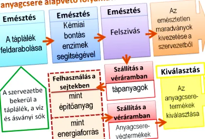 анемия паразити