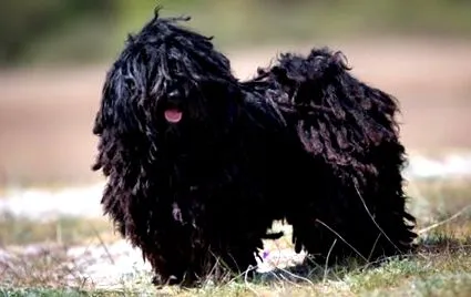 puli puli