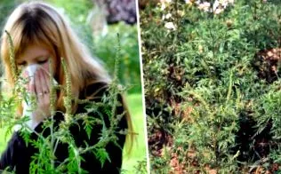 атакува атакува
