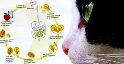 giardia giardia bambini