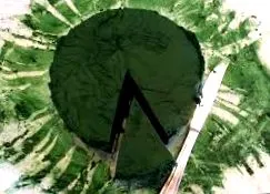 imune green