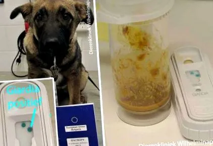 giardia mensen