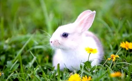 поберат които