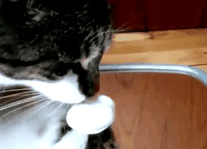 работят които
