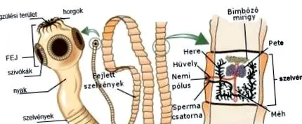 яйце стрічкове