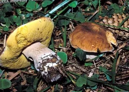 замразени паразити замразени