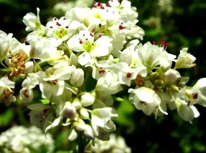 hajdina horticolă