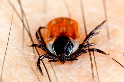 helicobacter инфекция