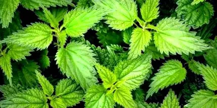 съвместно dioica