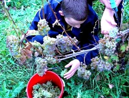 вино архієпархії