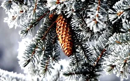 унгария унгария