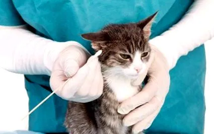 вуха кота чищення