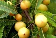 амла officinalis