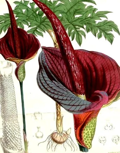 amorphophallus диета