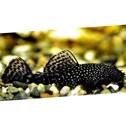 cirrhosus ancistrus