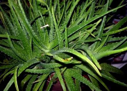 aloe garden