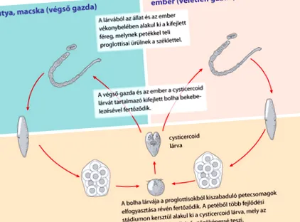 інкубаційний токсоплазмозу