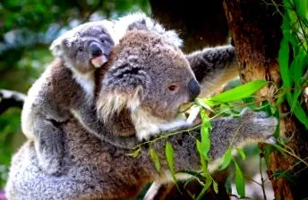 australia-tasmania-noua cincilea